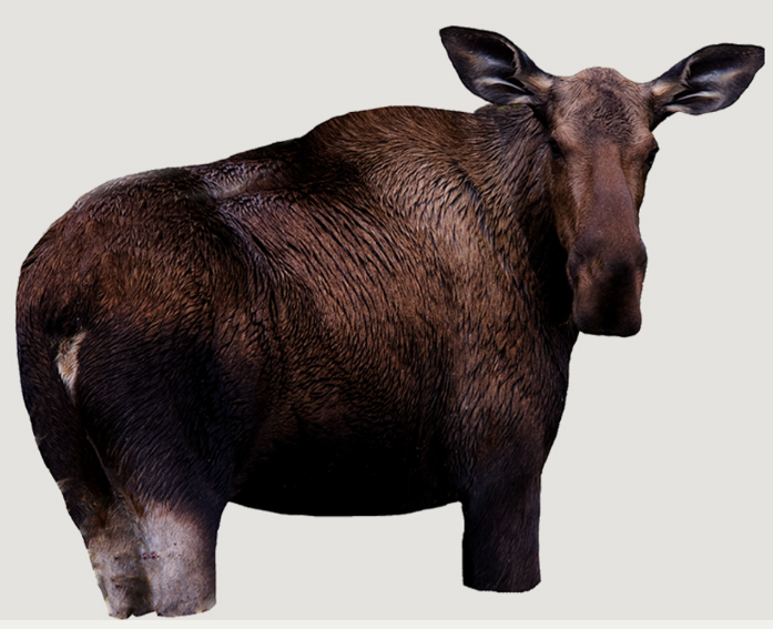 Moose II Decoy