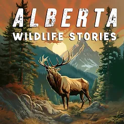 Alberta Wildlife Stories